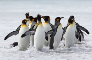 Tots els pingüins gaudim junts