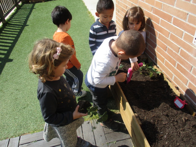 Plantem maduixeres a l’hort