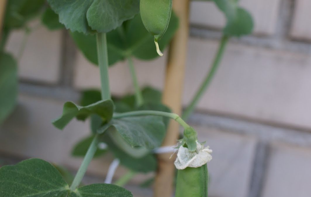 Hem plantat pèsols!