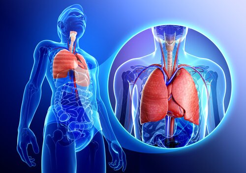 Sistema respiratori i circulatori