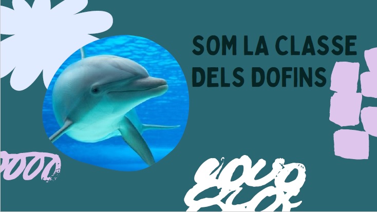 I5 Projecte dels dofins