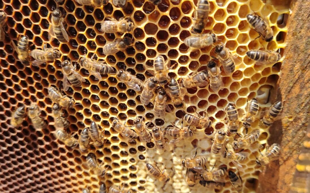 I3 B Les abelles