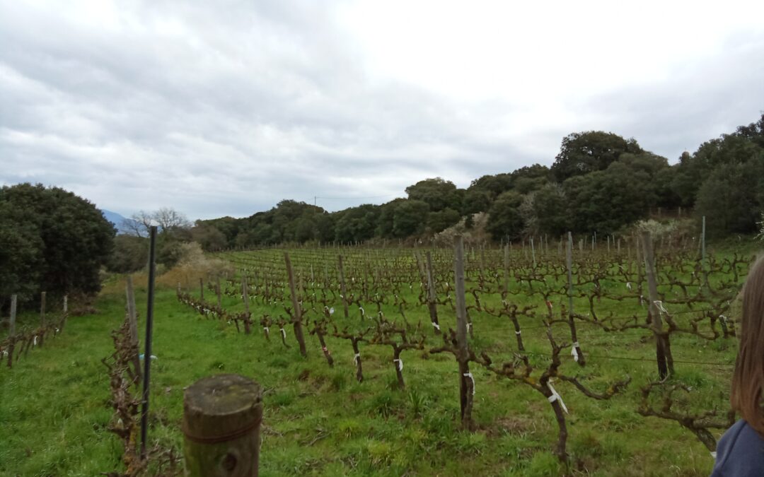 Viu el parc
